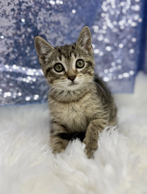 Radar, an adoptable Domestic Short Hair in Clarkesville, GA