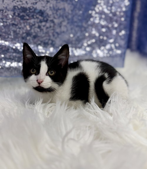 Henry, an adoptable Domestic Short Hair in Clarkesville, GA