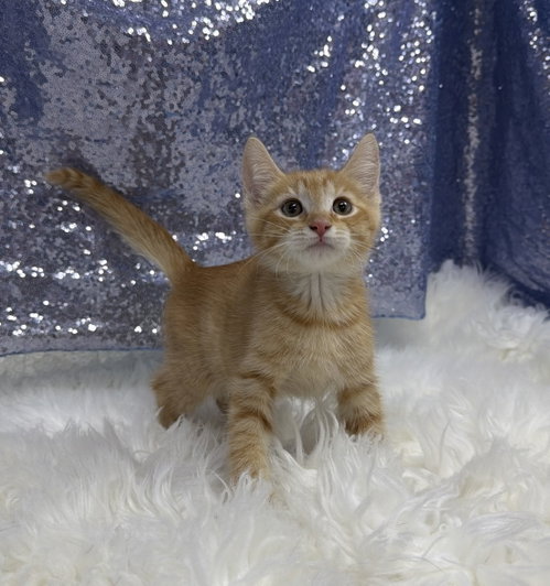 Crash, an adoptable Domestic Short Hair in Clarkesville, GA