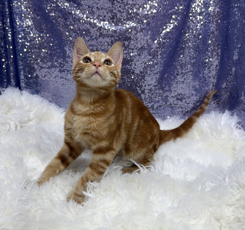 Tyler, an adoptable Domestic Short Hair in Clarkesville, GA