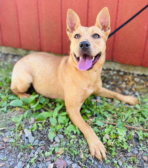 Lulu, an adoptable Terrier in Clarkesville, GA