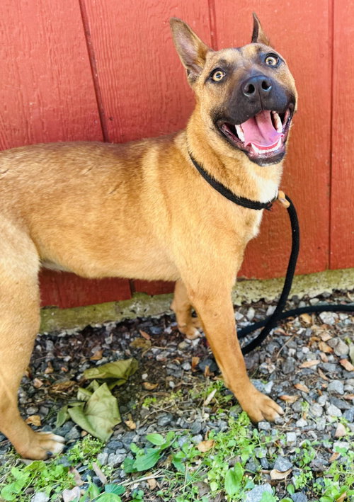 Lala, an adoptable Terrier in Clarkesville, GA