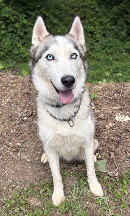 Moone, an adoptable Siberian in Clarkesville, GA