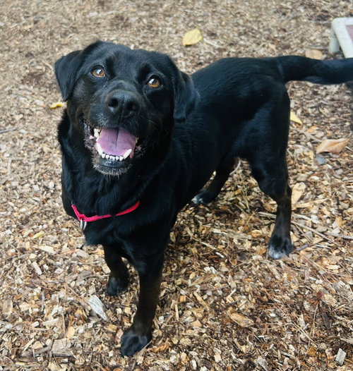 Sylvie, an adoptable Retriever in Clarkesville, GA