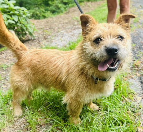 Finny, an adoptable Terrier in Clarkesville, GA