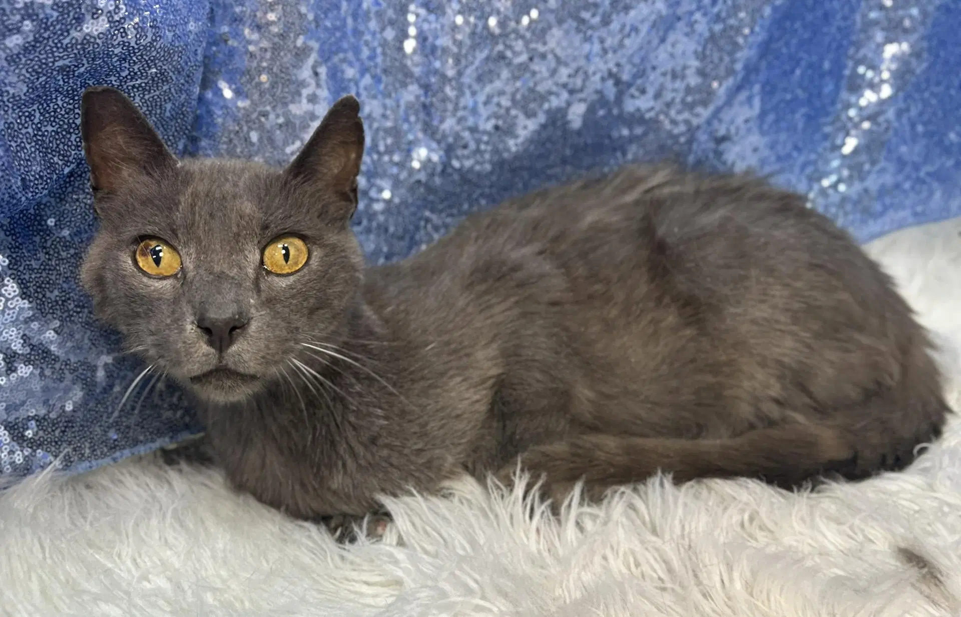 Asher Felv - Domestic Short Hair