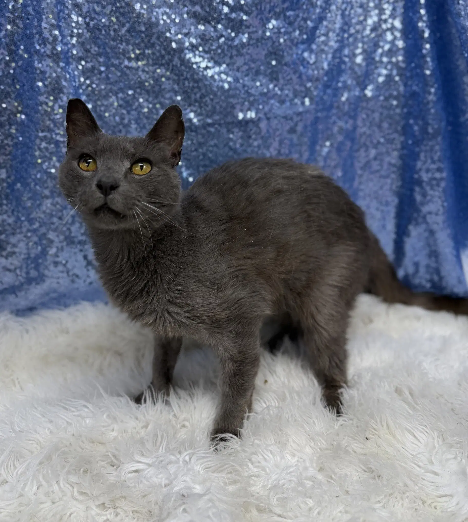 Asher Felv image 2