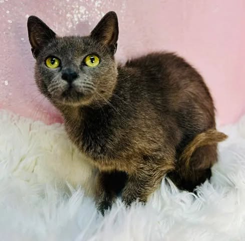 Seal (FIV+)