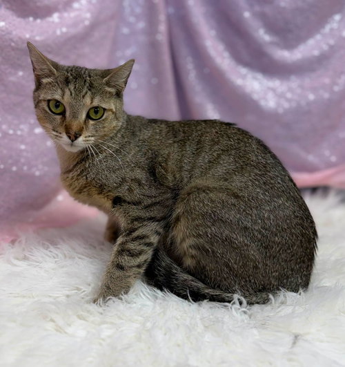 Freya, an adoptable Domestic Short Hair in Clarkesville, GA