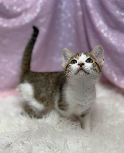 Odessa, an adoptable Domestic Short Hair in Clarkesville, GA