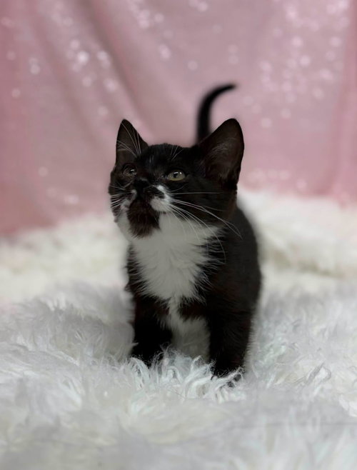 Aelin, an adoptable Domestic Short Hair in Clarkesville, GA