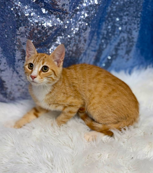 Polymer, an adoptable Domestic Short Hair in Clarkesville, GA