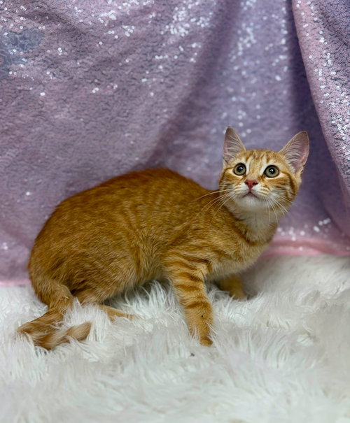 Porcelain, an adoptable Domestic Short Hair in Clarkesville, GA