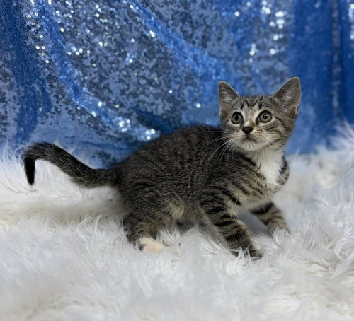 Landry, an adoptable Domestic Short Hair in Clarkesville, GA