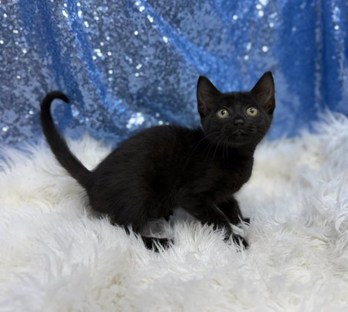 Lex, an adoptable Domestic Short Hair in Clarkesville, GA