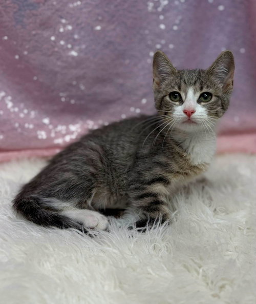 Goldfish, an adoptable Domestic Short Hair in Clarkesville, GA
