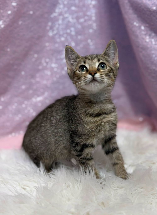 Triscuit, an adoptable Domestic Short Hair in Clarkesville, GA