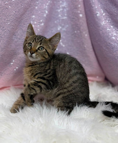 Saltine, an adoptable Domestic Short Hair in Clarkesville, GA