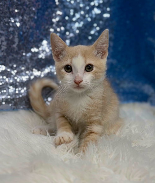 Jack Hammer, an adoptable Domestic Short Hair in Clarkesville, GA
