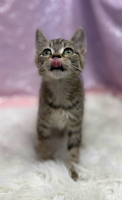 Drill Bit, an adoptable Domestic Short Hair in Clarkesville, GA