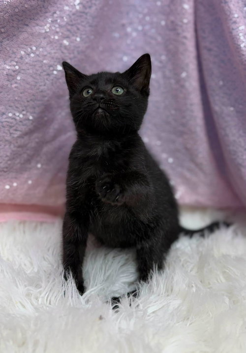 Megatron, an adoptable Domestic Short Hair in Clarkesville, GA