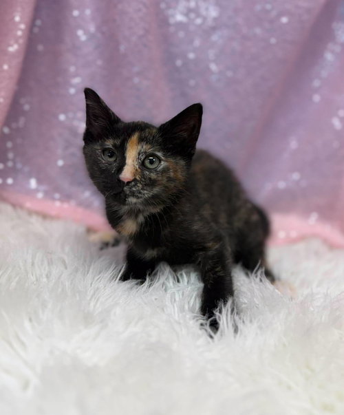 Nyara, an adoptable Domestic Short Hair in Clarkesville, GA
