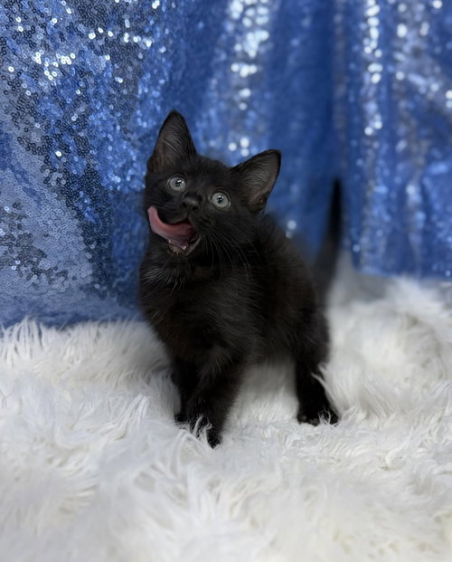 Apex, an adoptable Domestic Short Hair in Clarkesville, GA