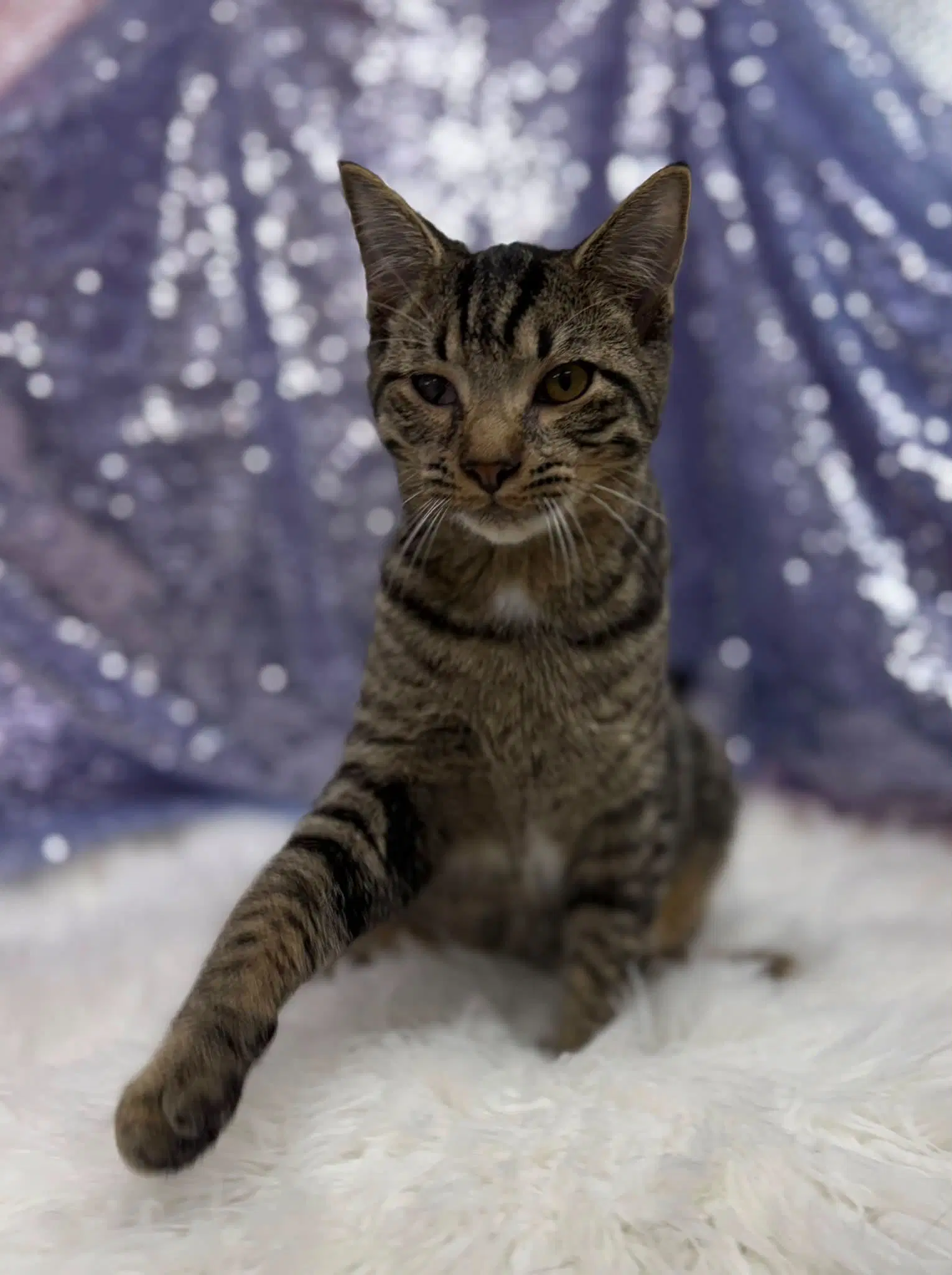 Easton - Domestic Short Hair