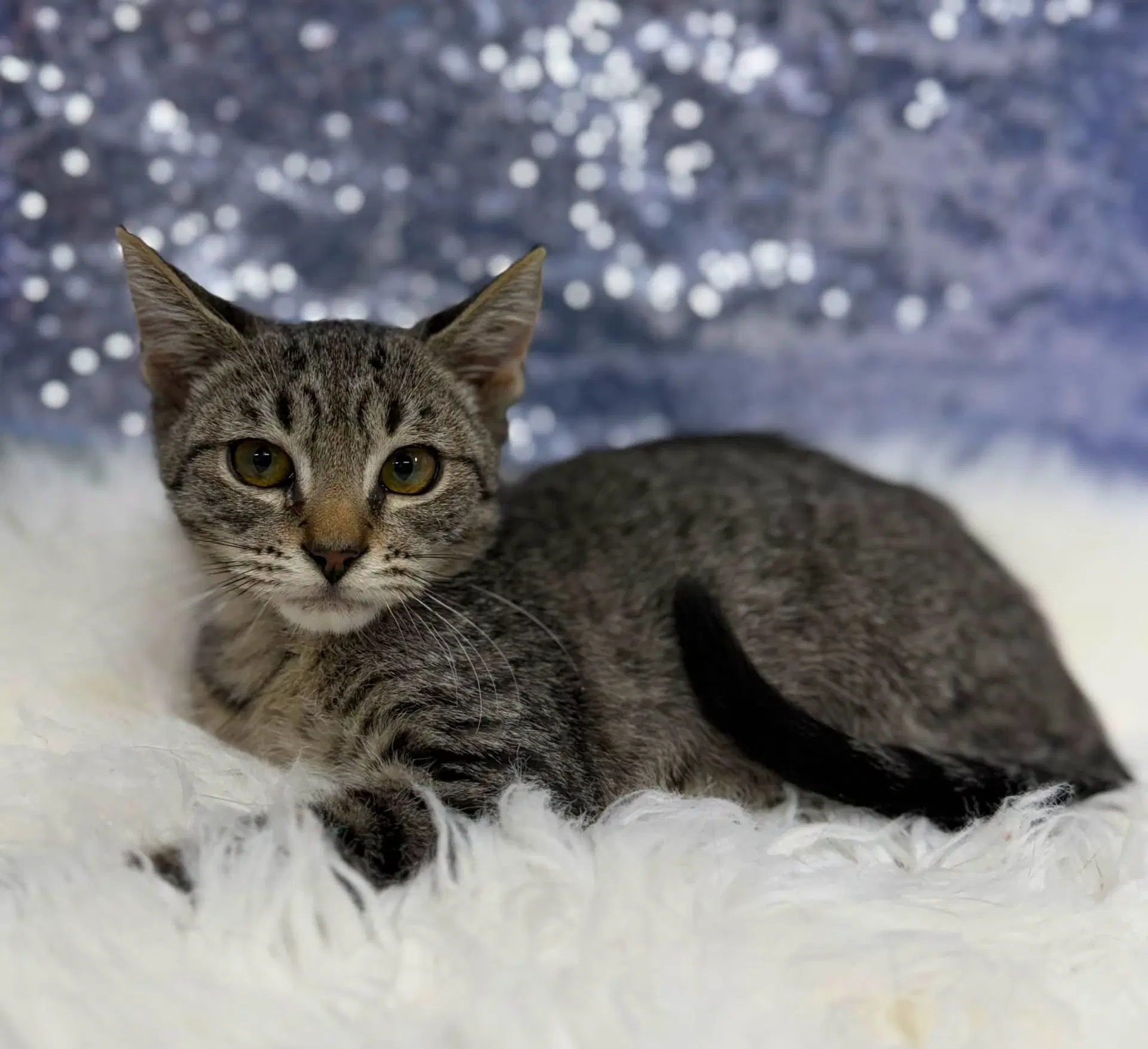 Iguana - Domestic Short Hair