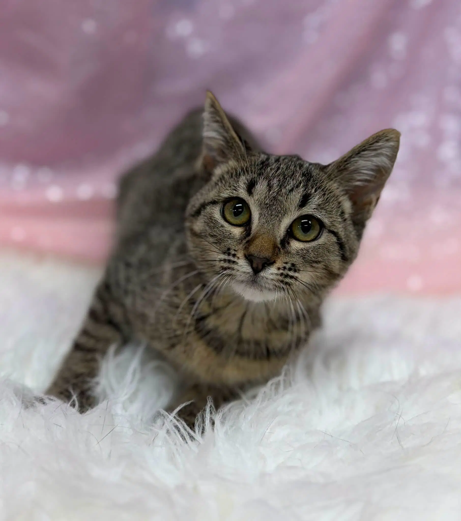 Chameleon - Domestic Short Hair