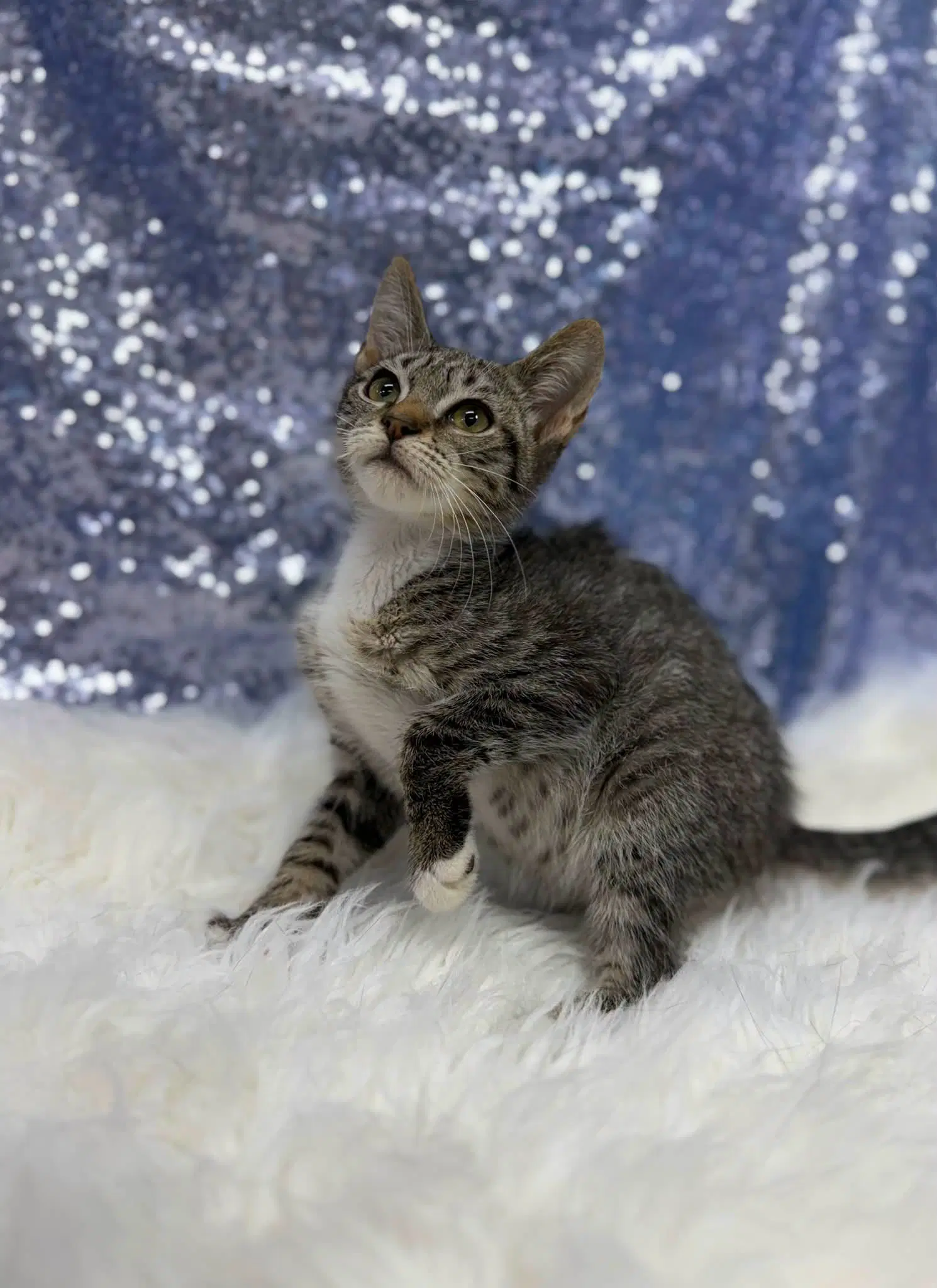 Dragon - Domestic Short Hair