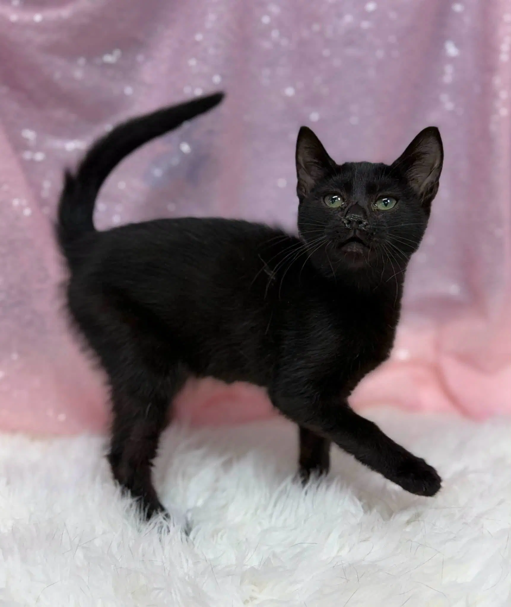 Skink - Domestic Short Hair
