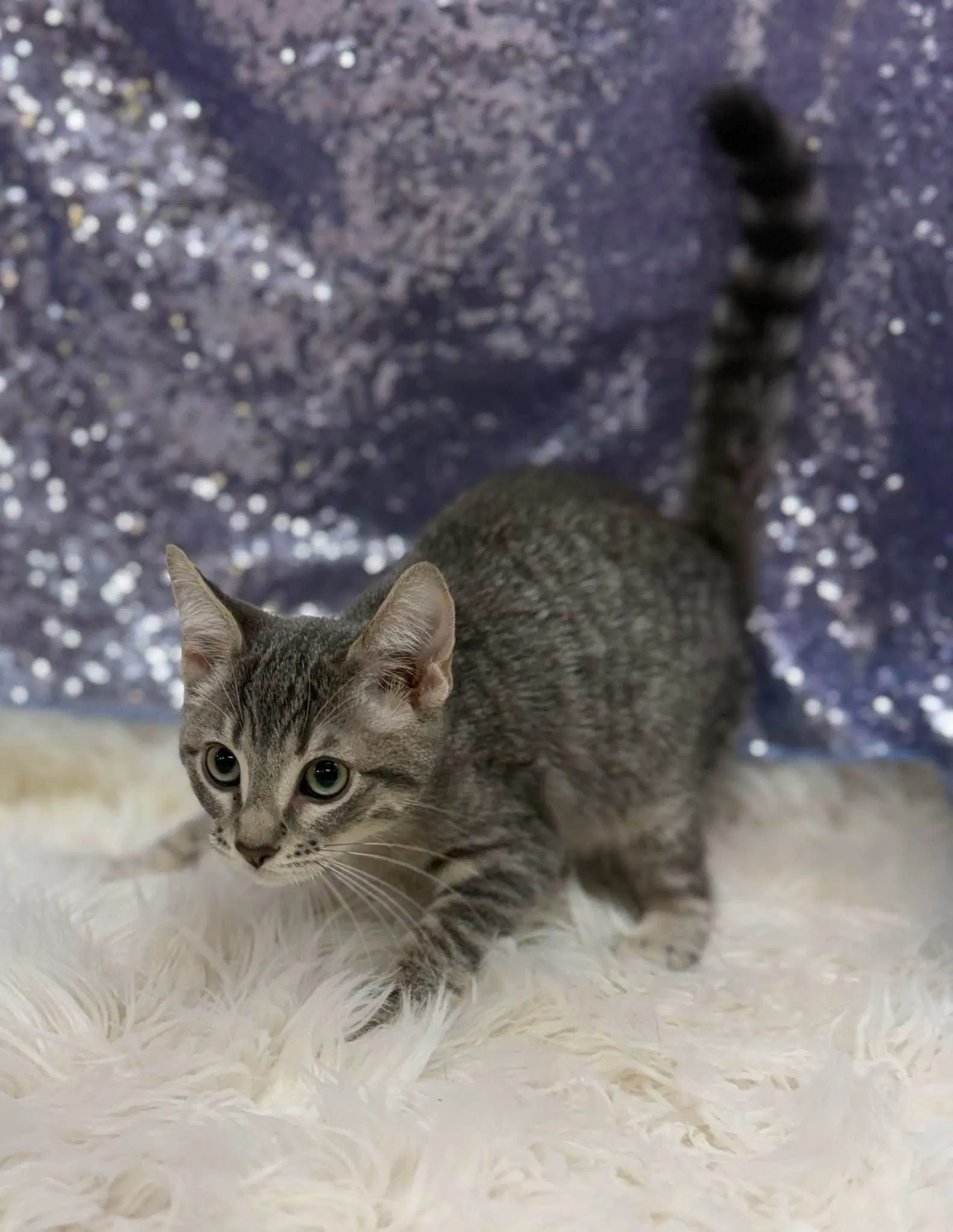 Reacher - Domestic Short Hair