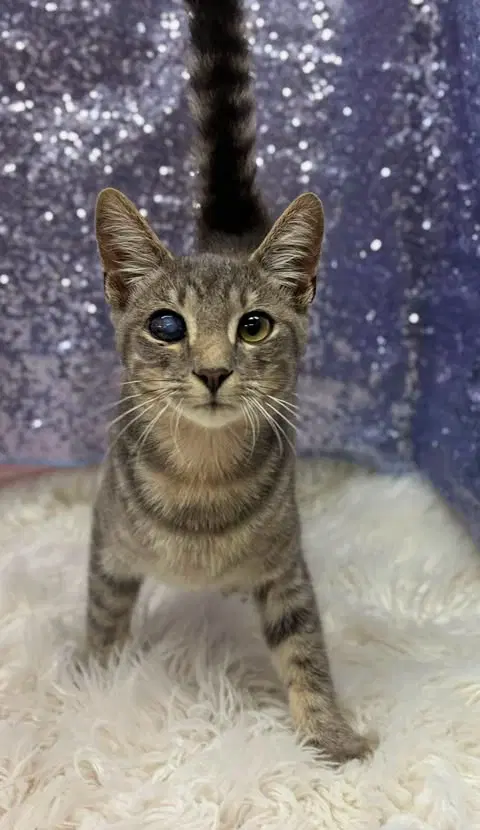 Gobo - Domestic Short Hair