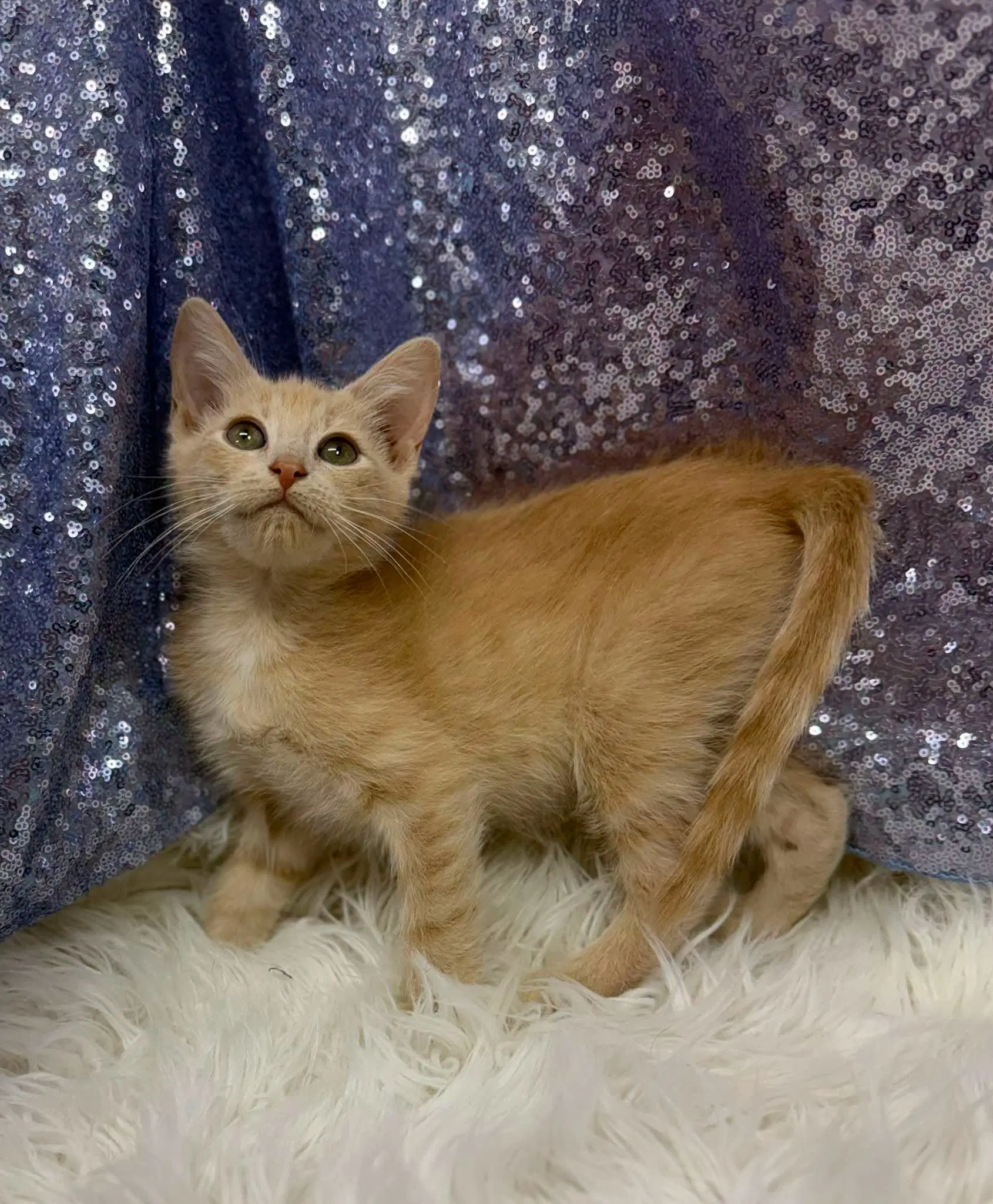 Bird King - Domestic Short Hair