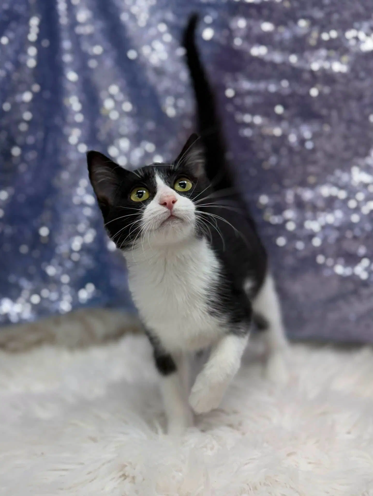 Splat - Domestic Short Hair