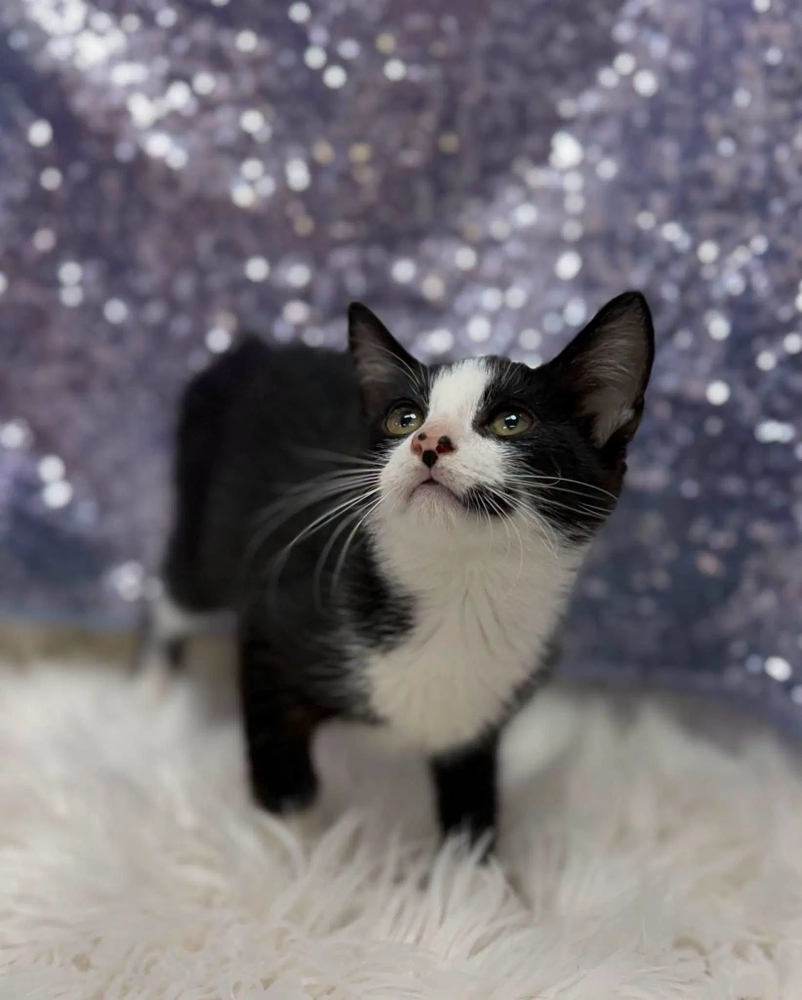 Squishmallow - Domestic Short Hair
