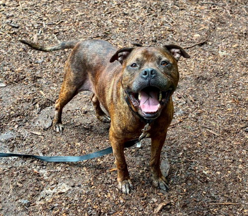 Magnum, a dog for adoption from Habersham County Animal Care and Control