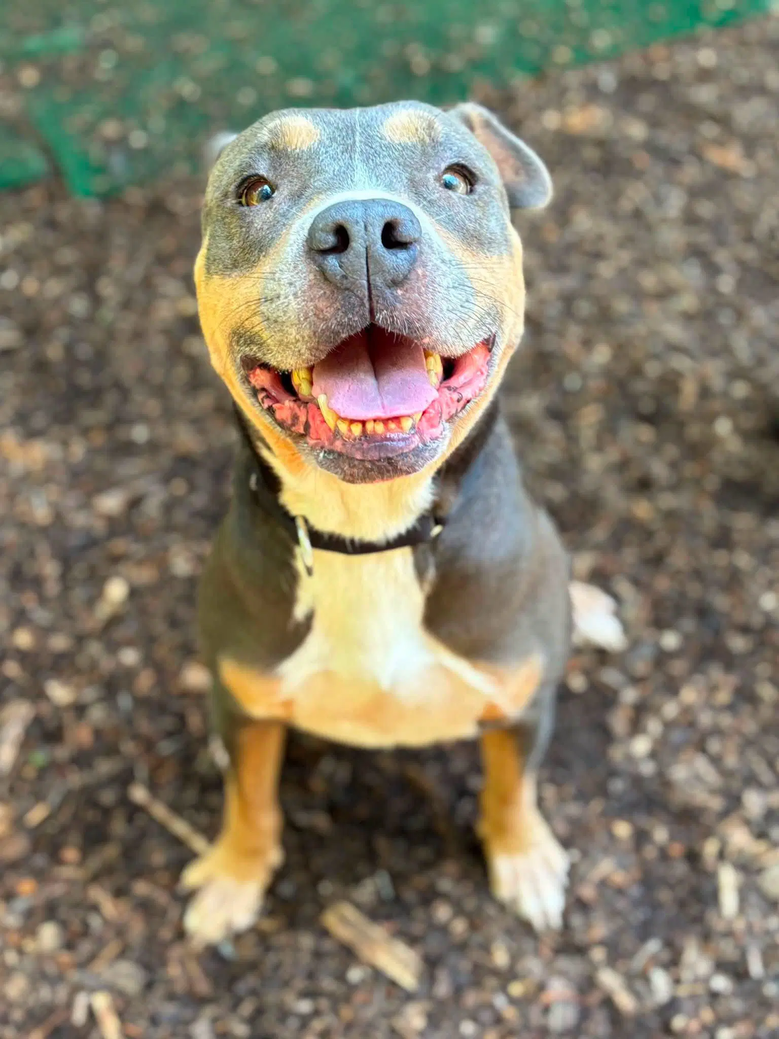 Mandy - American Pit Bull Terrier