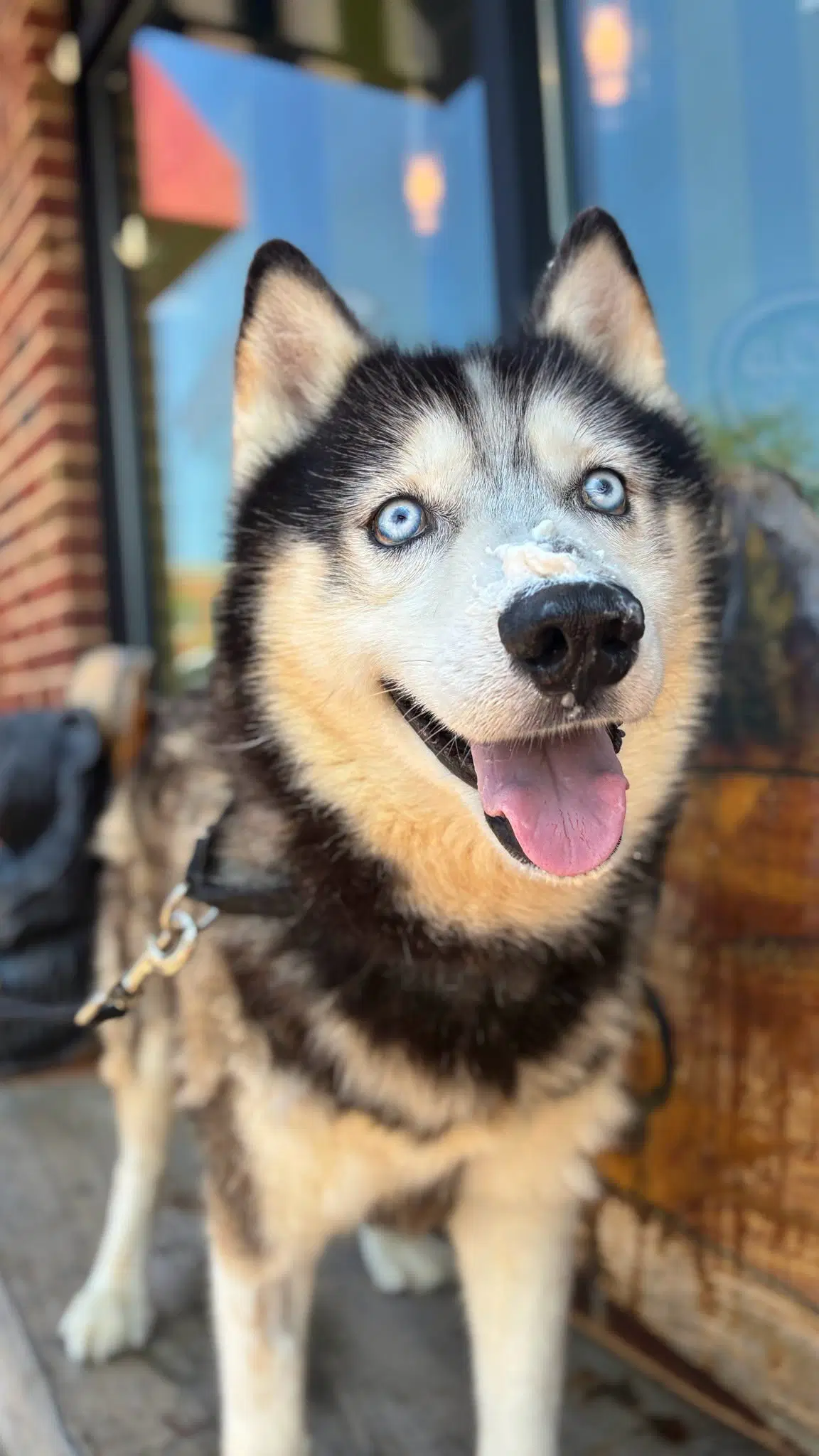 Salem - Husky