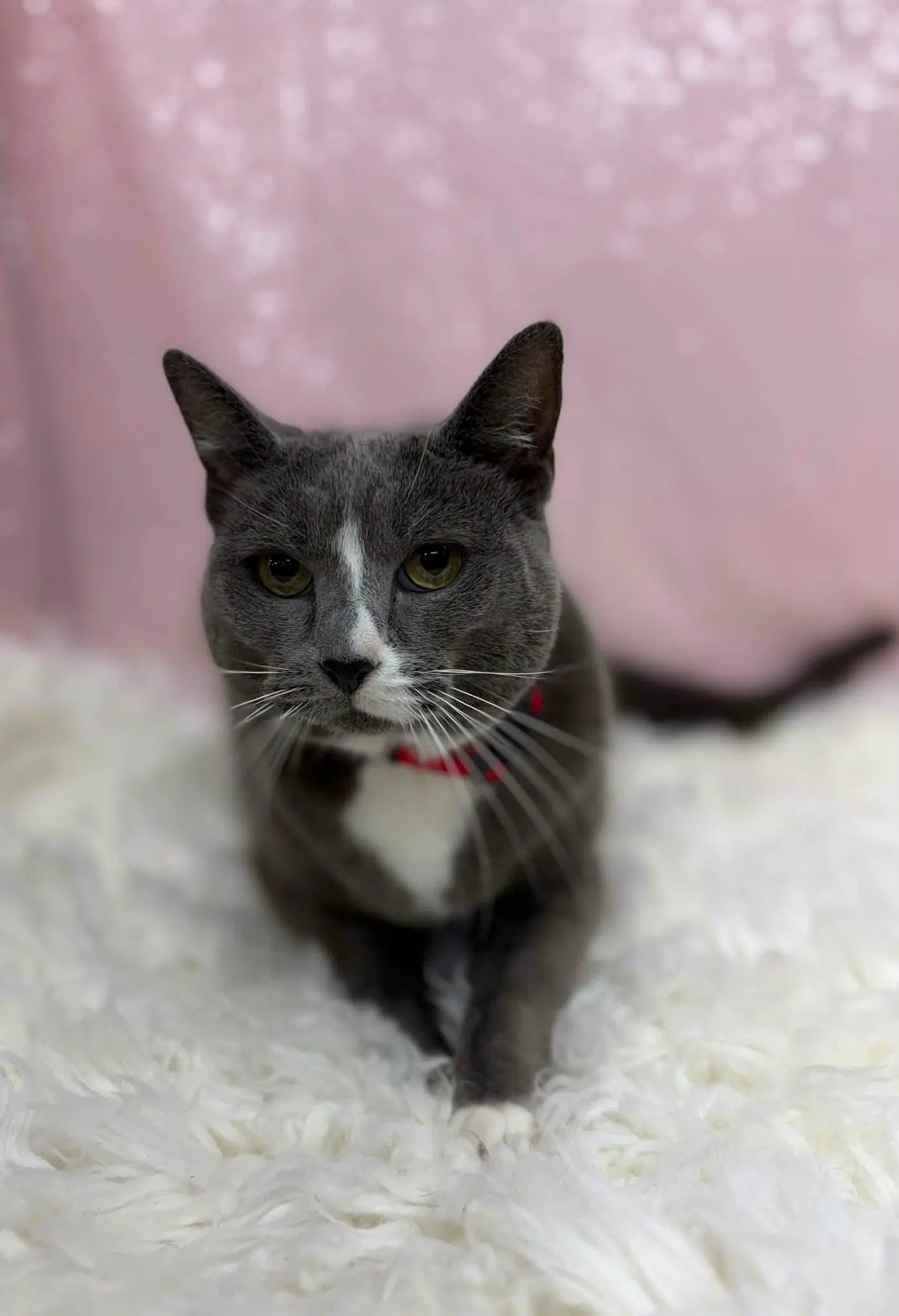 Smokey - Domestic Short Hair