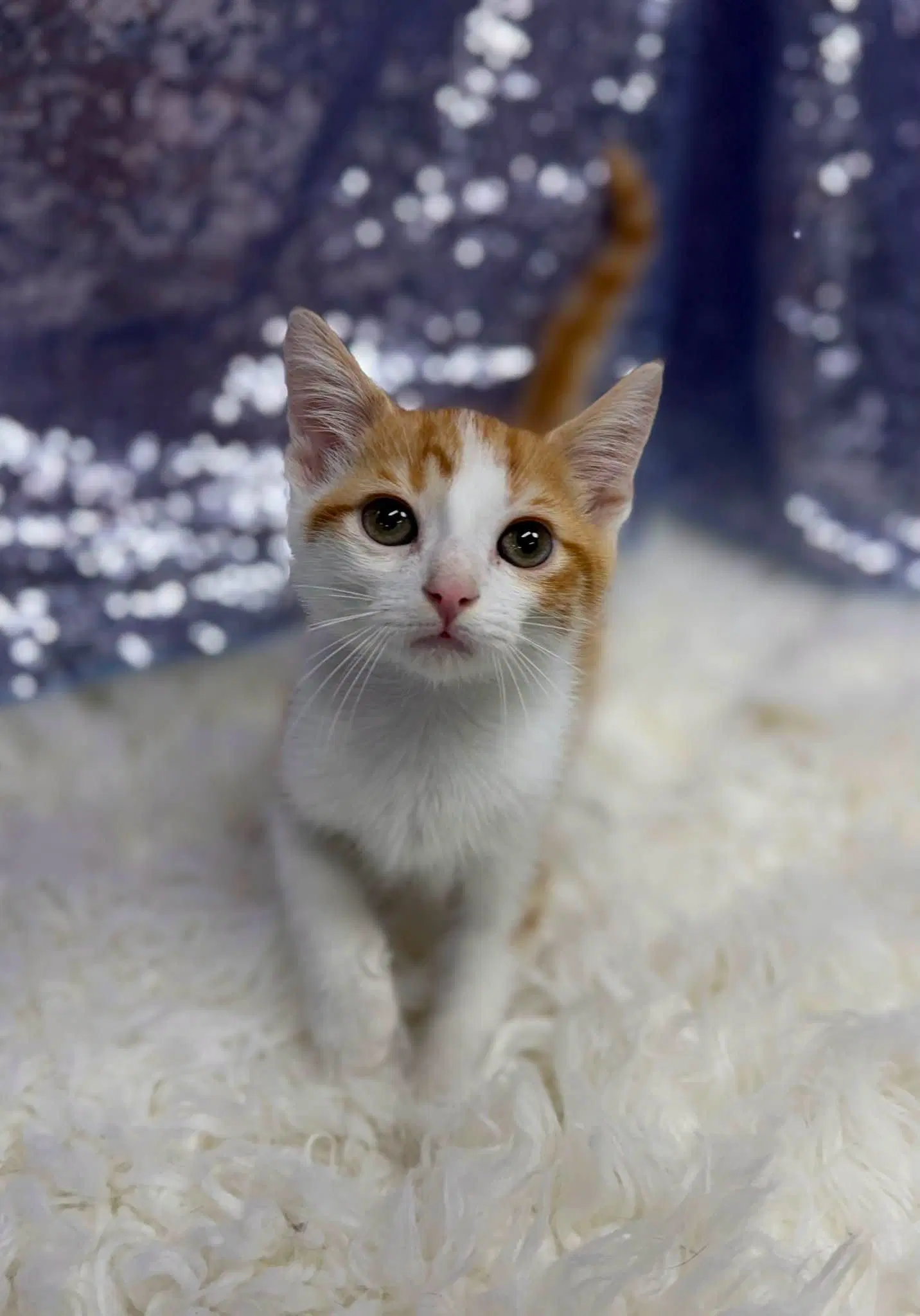 Smash - Domestic Short Hair