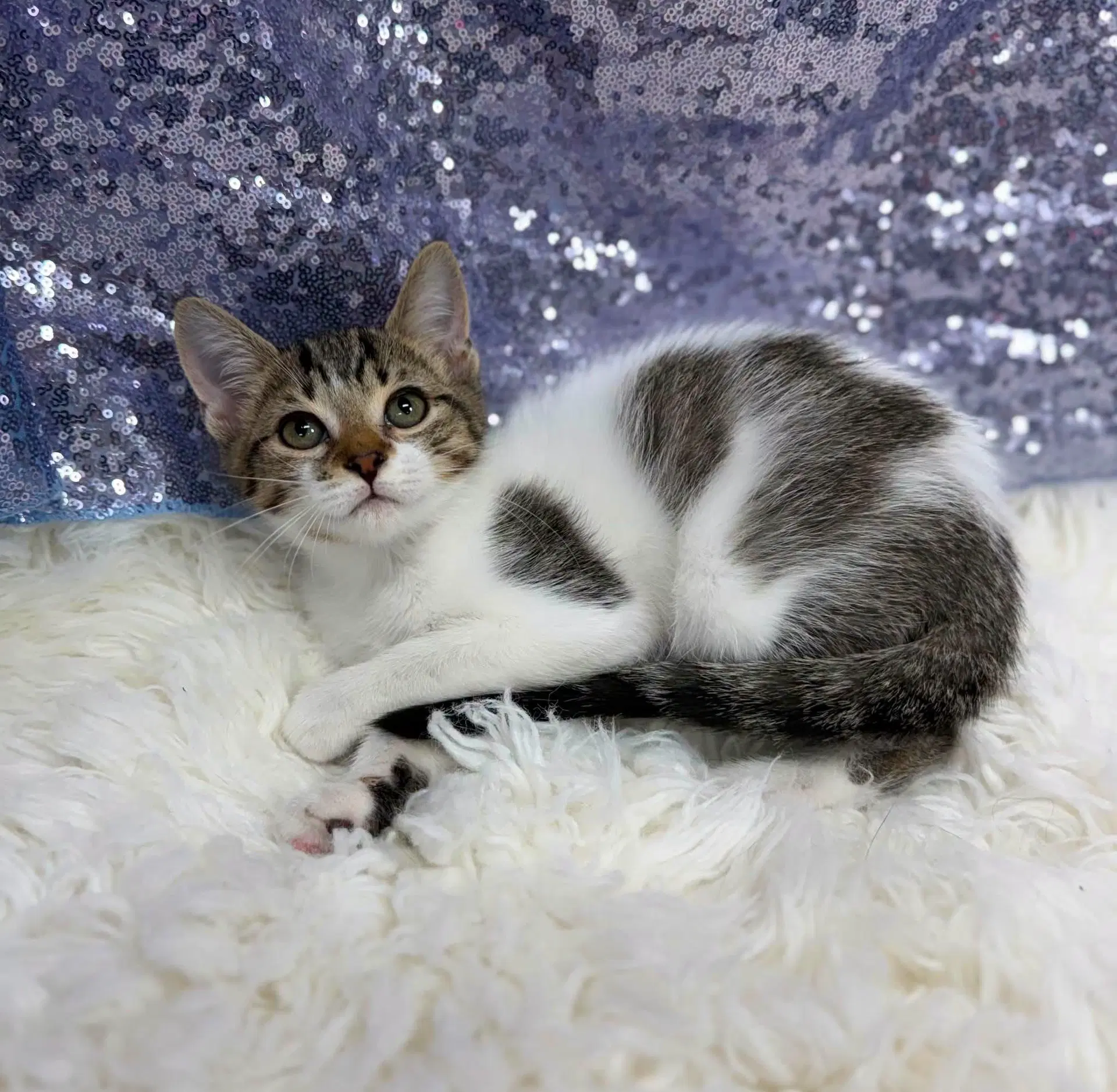 Hulk - Domestic Short Hair