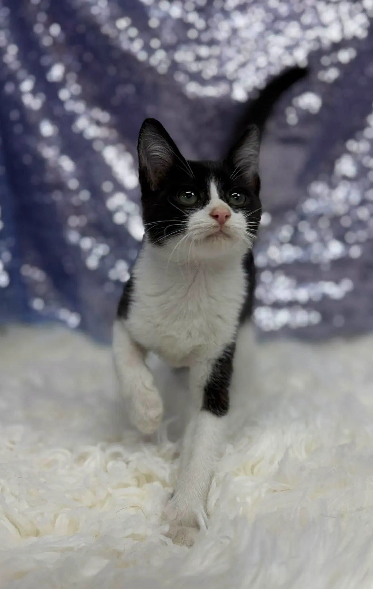 Otis - Domestic Medium Hair
