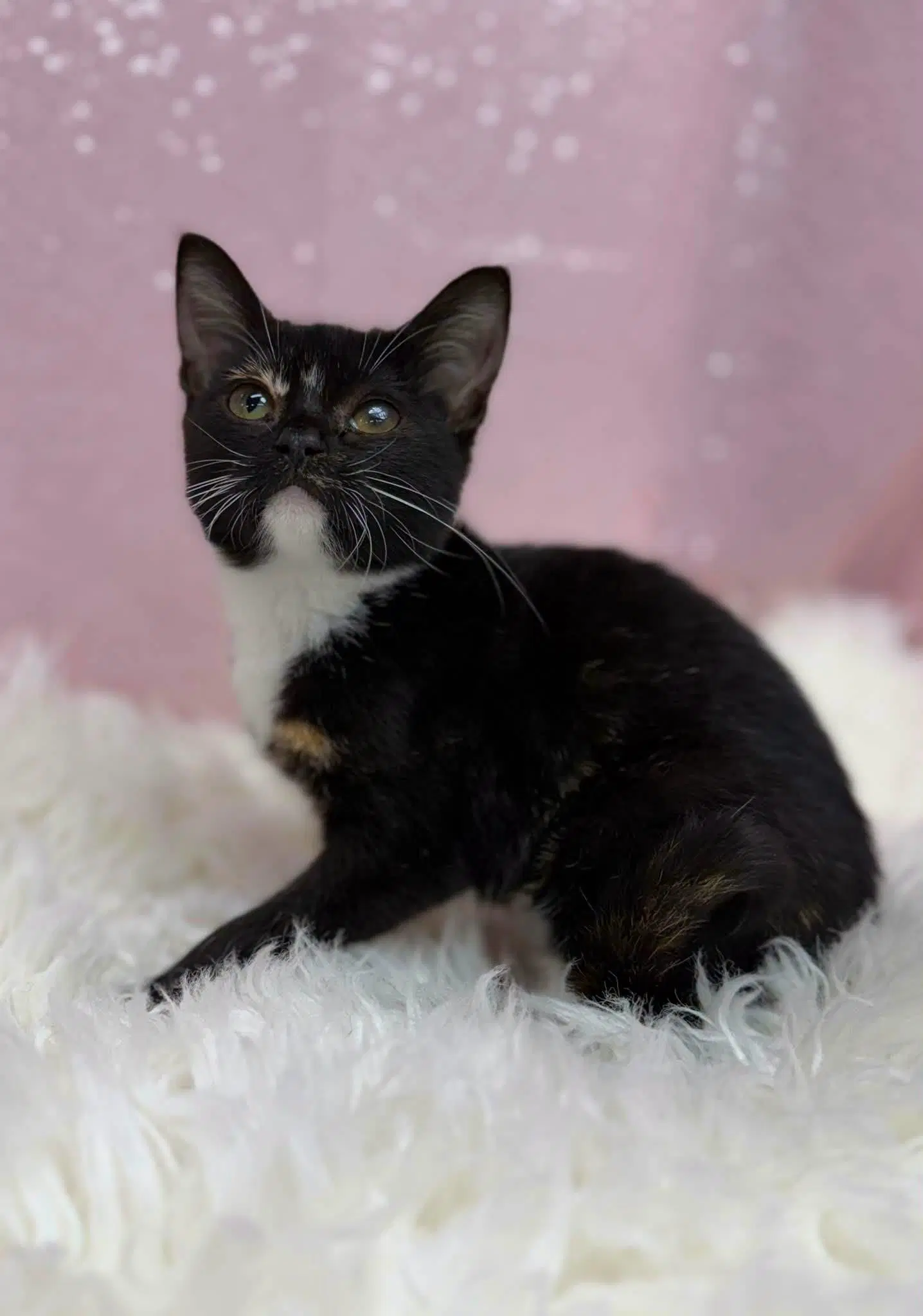 Veronica - Domestic Short Hair