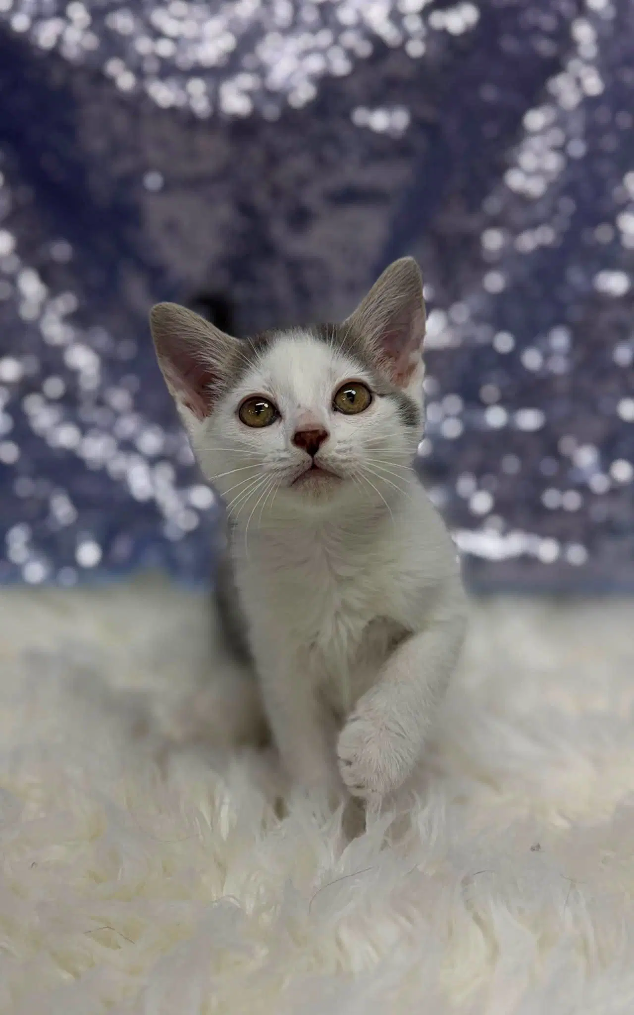 Shawn - Domestic Short Hair