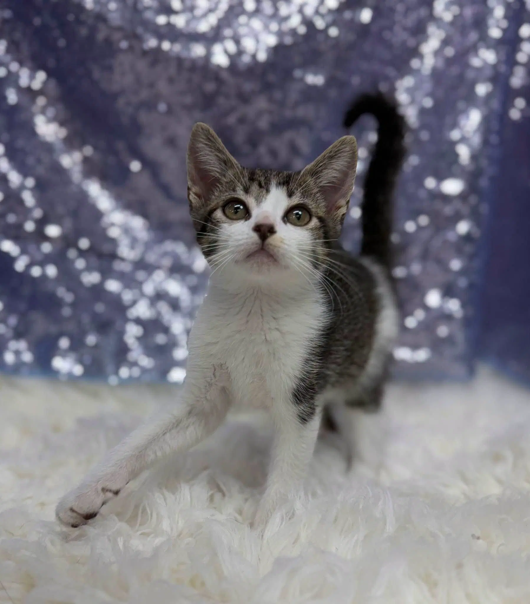 Gus - Domestic Short Hair