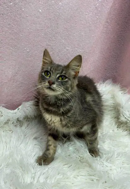 Julie - Domestic Medium Hair