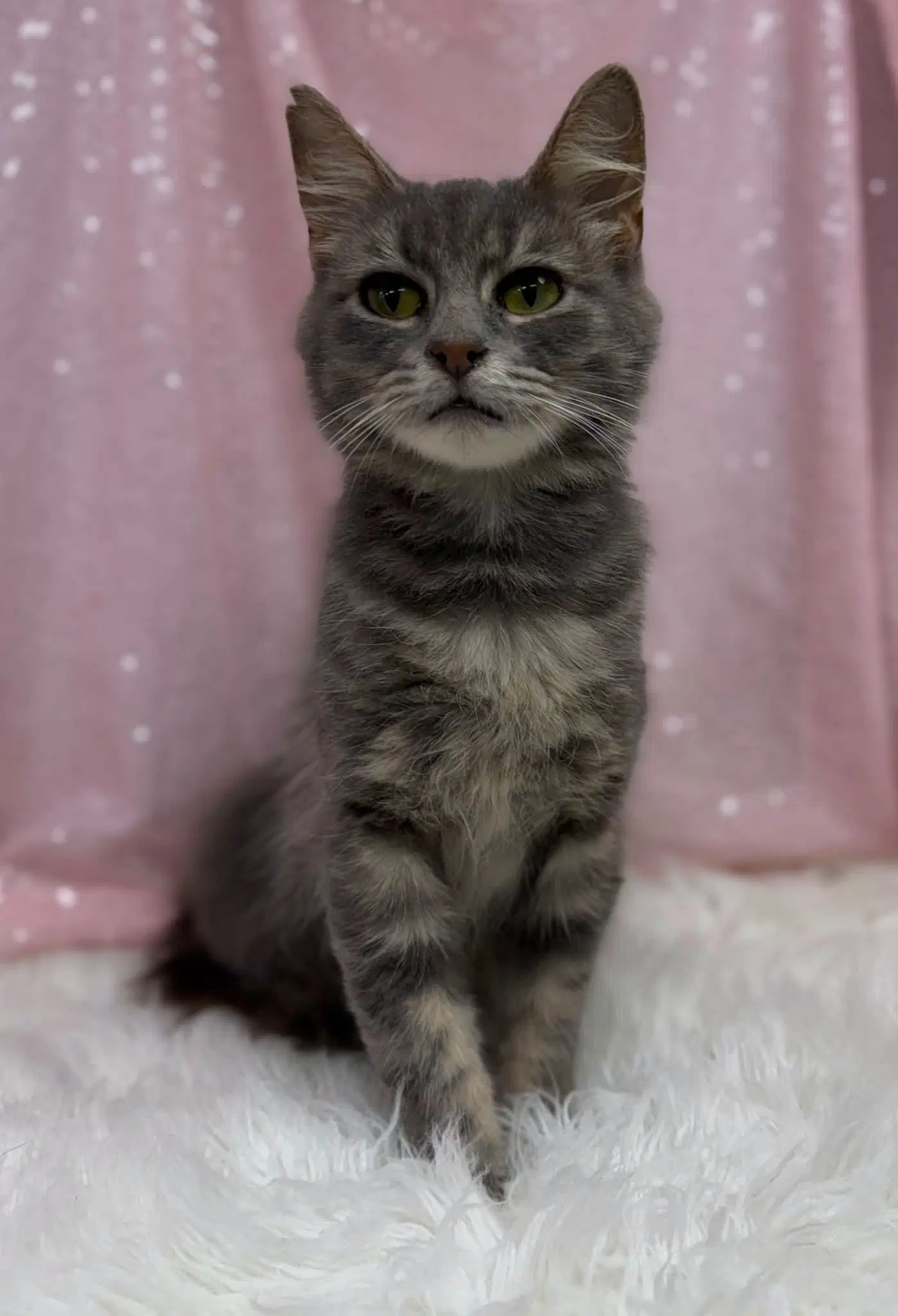 Julie - Domestic Medium Hair