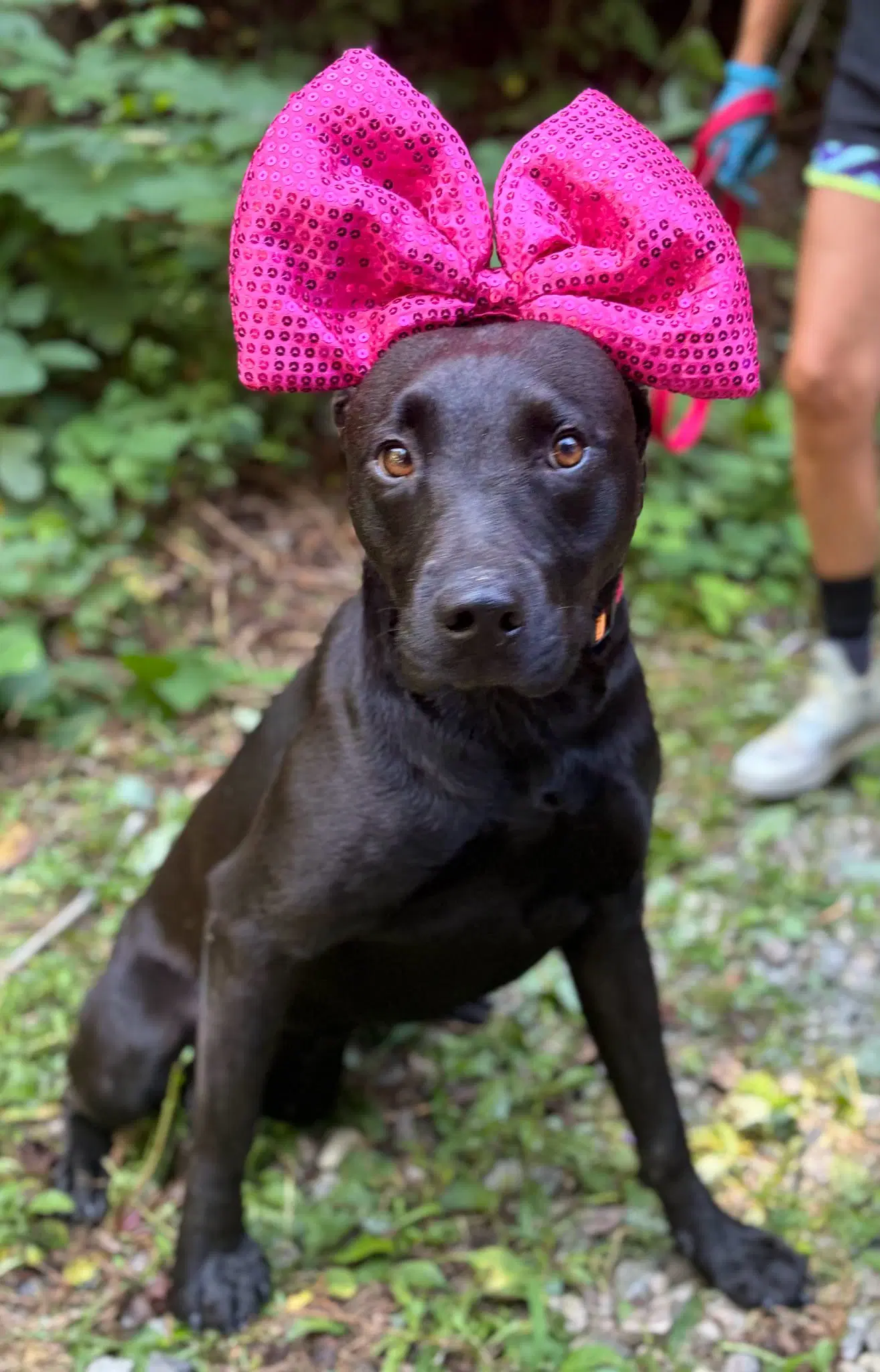 Blackie image 1